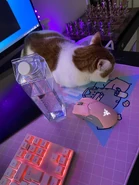 YaGurlShelly 3c.jpg (400 KB) Mochi next to Shelly's chess board