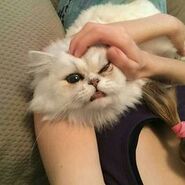 PopularMMOsCat1