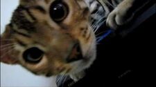 Cats_Like_AV_Equipment_Because_it_is_Warm_Linus_Cat_Tip_1