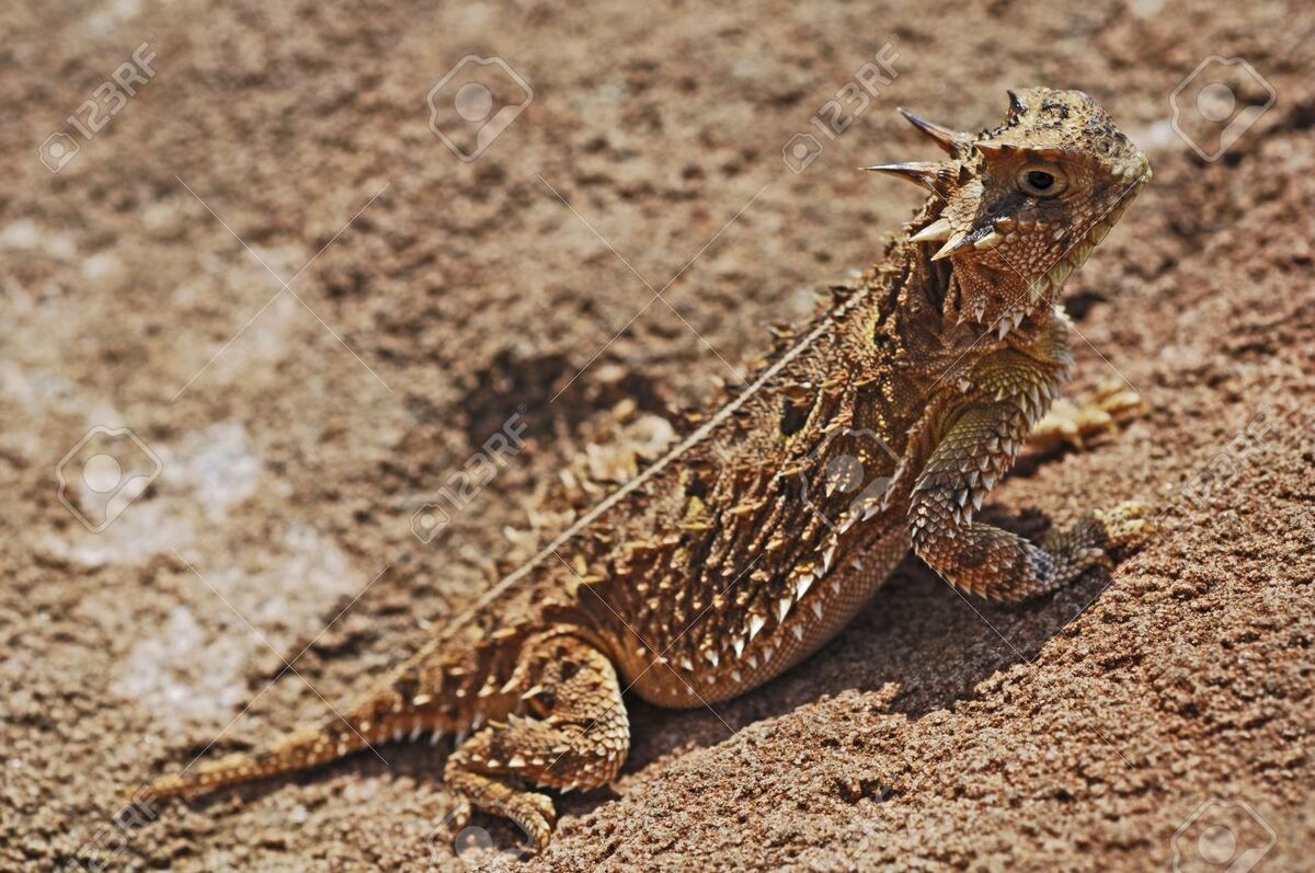 Первые ящерицы на земле. Texas Horned Lizard. Horned Lizards squirt Blood from their Eyes.