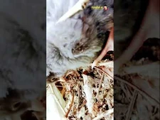 Chickens_baby_in_Bangladeshi_village_by_Abdullahsk