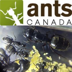 AntsCanada