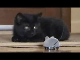 FUNNY VIDEO: Bunch of scaredy cats