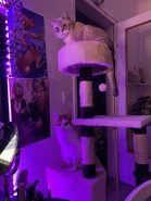 YaGurlShelly 2c.jpg (427 KB) Mochi and Pipo