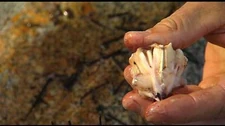 Eating_Sea_Urchins