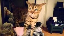 I_think_my_cat_has_missed_me