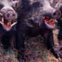 Cropped image of hunted feral pigs (30 March, 2014 - 22 December, 2015)