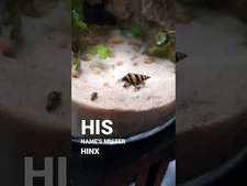 My_assassin_snail_can_now_hunt_above_&_below_water_🐌🛖_-shorts