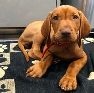 George's puppy.