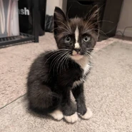 Saber’s kitten, Figaro.