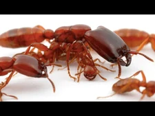 The_Sinister_and_Spectacular_Societies_of_Ants_-_Advanced_Insect_Social_Structures