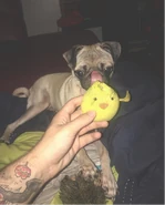 GrizzlyDog.png (956 KB) Grizzly's dog Poog