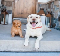 Penny & Copper in March 2020.