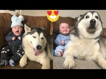 Baby parker and 2024 husky