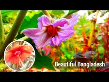 Natural_beauty_of_Bangladesh
