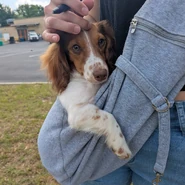 Saber’s 2nd dog, Finnegan.