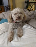 Saber's former dog, Lamb.