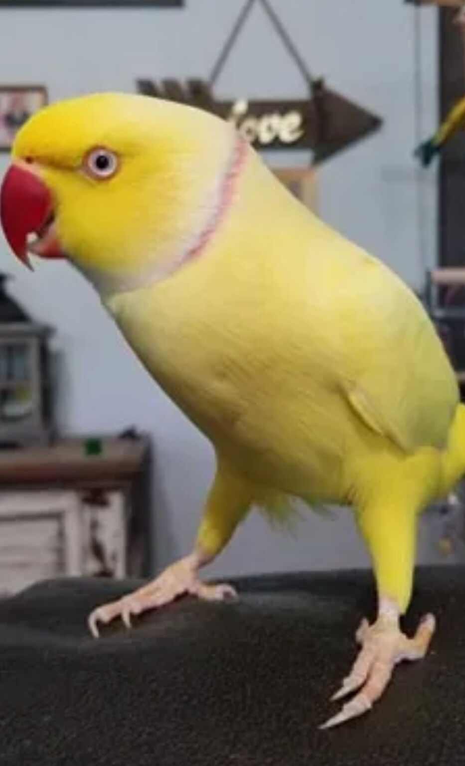 Chatterbox parrots store