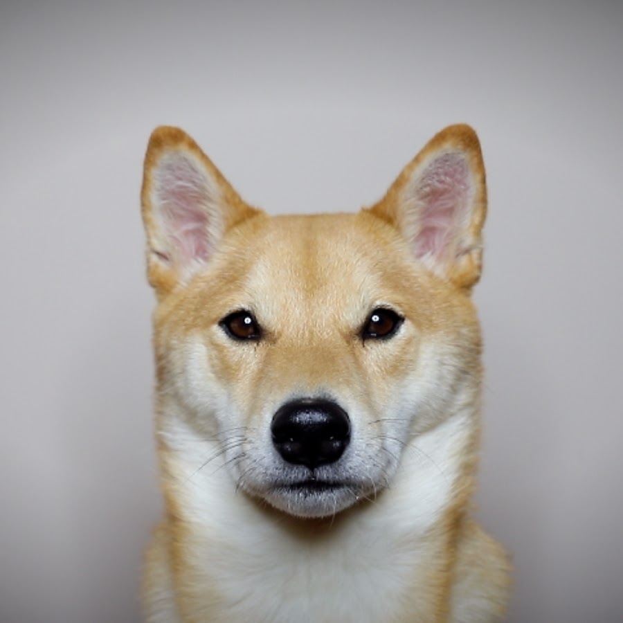 Shiba Inu  The Fandom Post