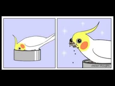 Chicken_Thoughts_Compilation