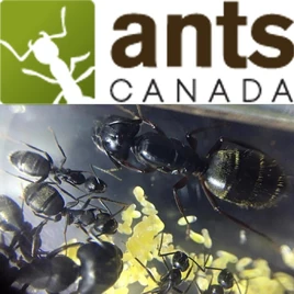 Antscanada
