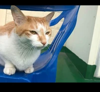 Doong-ie, gato de MinHo