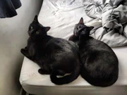 Celestia y Celestio, dos de los gatitos de Dani.
