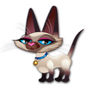 Sienna The Siamese Cat NF2017 25