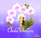 Orchid Orchestra 5