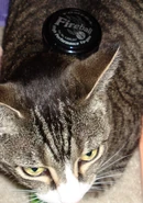 FireballCat.jpg (584 KB) A Fireball on a cat