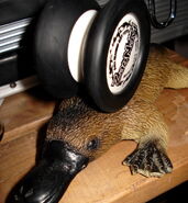 (on a platypus)