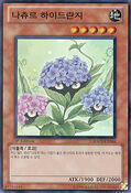 HA03-KR044 (SR) Naturia Hydrangea 나츄르 하이드란지