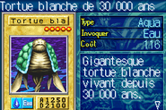 #449 "30,000-Year White Turtle" Tortue blanche de 30 000 ans