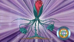 yugioh rose tentacles deck Amazon.com: Yu-Gi-Oh! - Rose Tentacles (RGBT-EN007) - Raging Battle - 1st  Edition