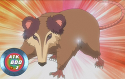 Playful Possum Anime Yu Gi Oh Wiki Fandom Playful Possum Anime Yu Gi Oh Wiki Fandom