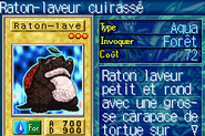 #503 "Turtle Raccoon" Raton-laveur cuirassé