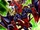 Caballero Dracounidad - Gae Dearg