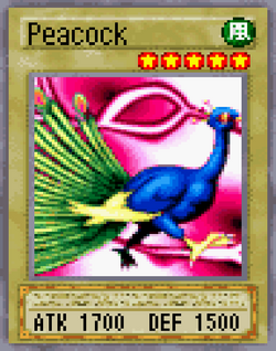 Peacock 2004