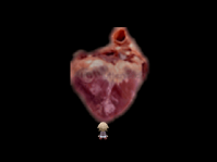 Bigheart.png (18 KB) The Giant Heart