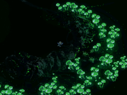 Looks beautiful and all, but are those mushrooms edible?