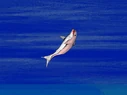 "Dolphin Puzzle" - Old #140, unlocked by unlocking all kura puzzles and solving at least one