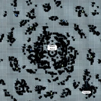 White Fern World (Main Area)