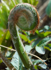 Osmunda japonica