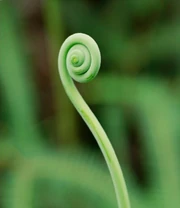 Batsu seem to be based on fiddleheads, which are rolled up fern fronds. In Japan, fiddleheads from bracken ferns are prized vegetables.