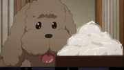 MAKKACHIN DONT