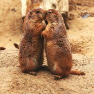 Real life prairie dogs kissing