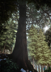 Giant Cedar of Yushima