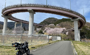 Peach Blossom Spiral Bridge