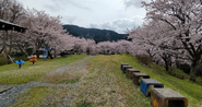 Cherry trees blooming in Utsubuna Park