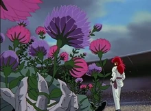 Flores del Shimaneki que surgen de Roto